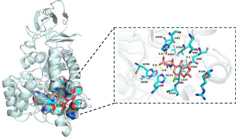 一种咪唑酮丙酸酶BT6、编码基因、重组工程菌及其在水解赭曲霉毒素上的应用