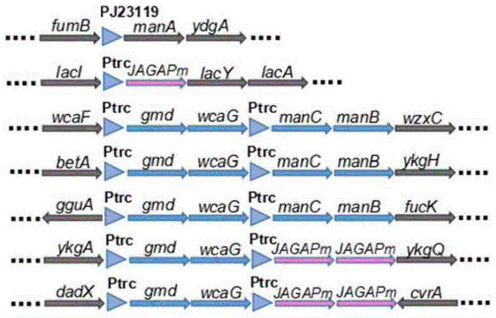 α1,2-岩藻糖基转移酶突变体及表达其的重组大肠杆菌和应用