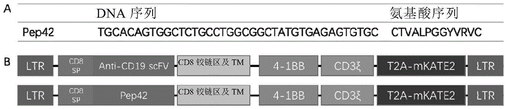一种基于多肽Pep42构建的嵌合抗原受体免疫细胞制备及其应用