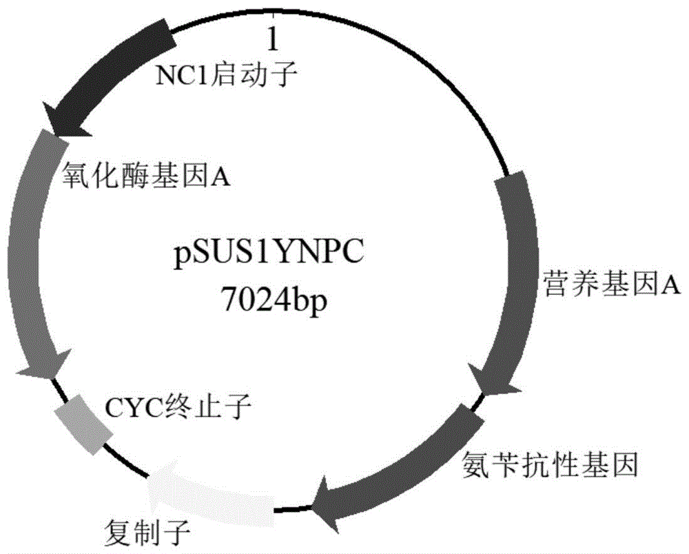 一种在马克斯克鲁维酵母菌株中表达外源基因的重组载体