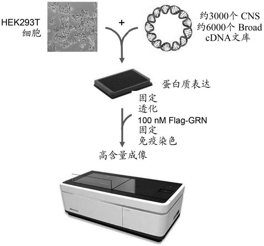 用于鉴定颗粒蛋白前体的结合配偶体的方法