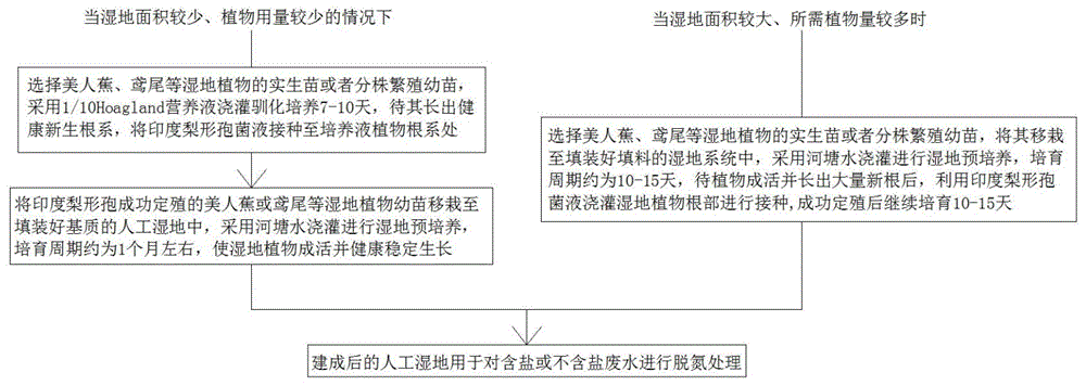 一种用益生内生真菌提升湿地无盐与耐盐脱氮效率的方法