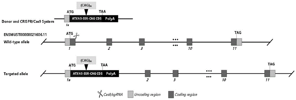 基于CRISPR/Cas9的人源化ATXN3基因敲入小鼠模型的构建方法及应用