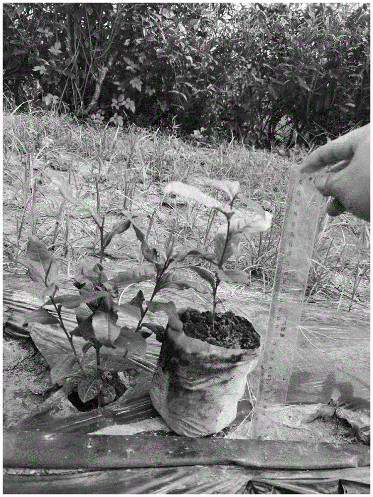一种茶树杂交标记方法及杂交种子的早期苗木繁育方法