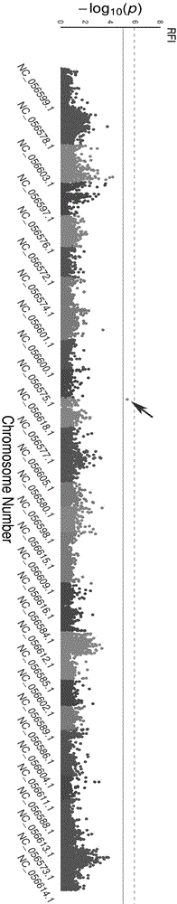 建鲤剩余采食量性状相关的SNP遗传分子标记及其应用