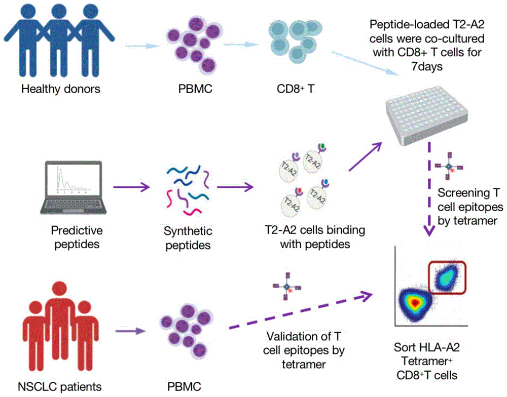 一种肿瘤T细胞抗原表位肽、pMHC及其制备和应用