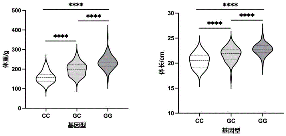 一种与双棘黄姑鱼生长性状相关的分子标记及其应用