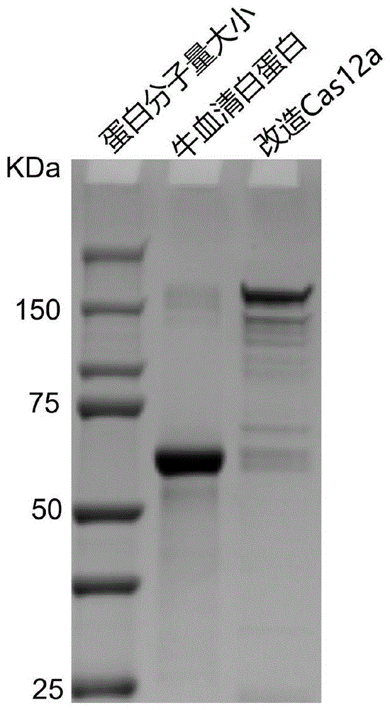 一种人工改造的Cas12蛋白及其构建方法与应用