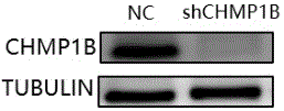 CHMP1B基因作为靶标在筛选肿瘤治疗药物中的用途及其肿瘤治疗药物