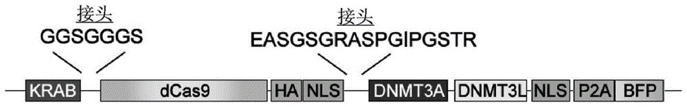 用于基因编辑的组合物和方法