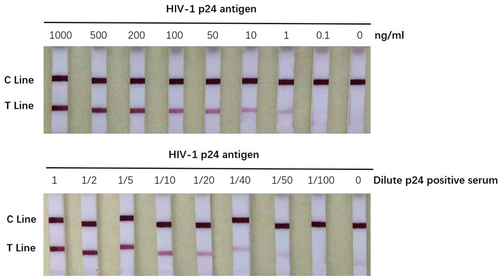 检测HIV-1 p24抗原的杂交瘤细胞及单抗和应用