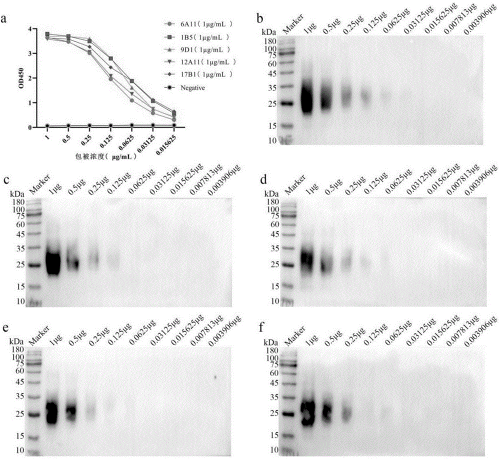 特异性结合小鼠DR5蛋白的单克隆抗体及其用途