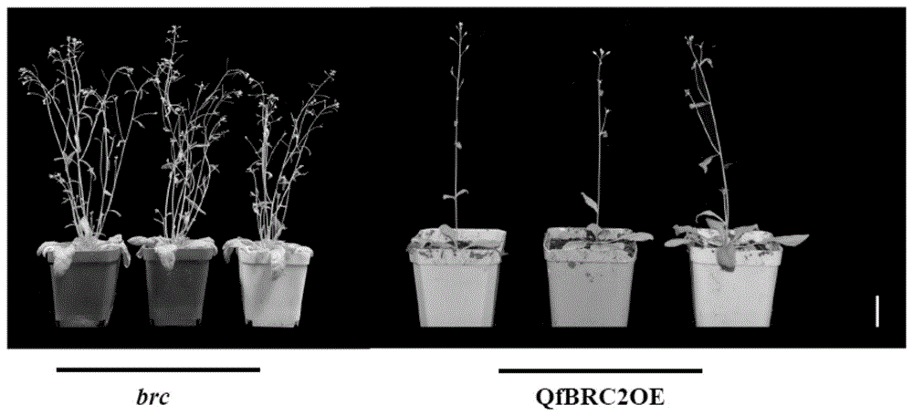 QfBRC2基因在调控植物分枝发育中的应用