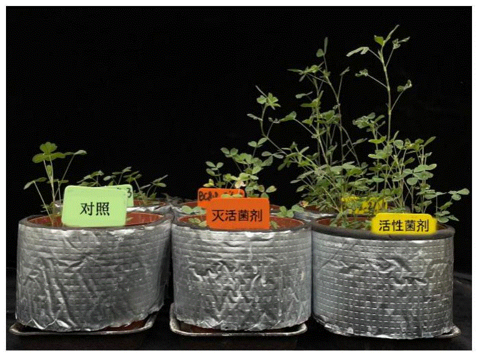 一株耐盐栓孔菌CGM001及其提高植物耐盐性中的应用