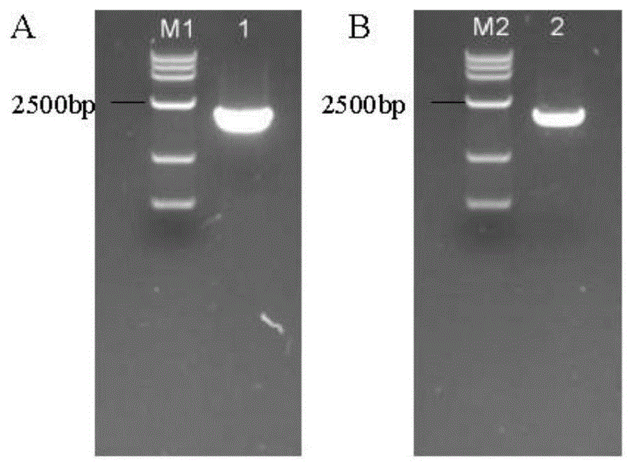 植物叶片叶肉细胞特异性表达的启动子PΔOsVSP1及其应用