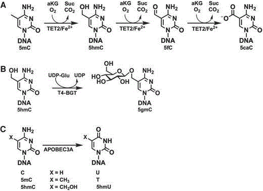 DNA甲基化转化方法、甲基化酶转化试剂盒及其使用方法
