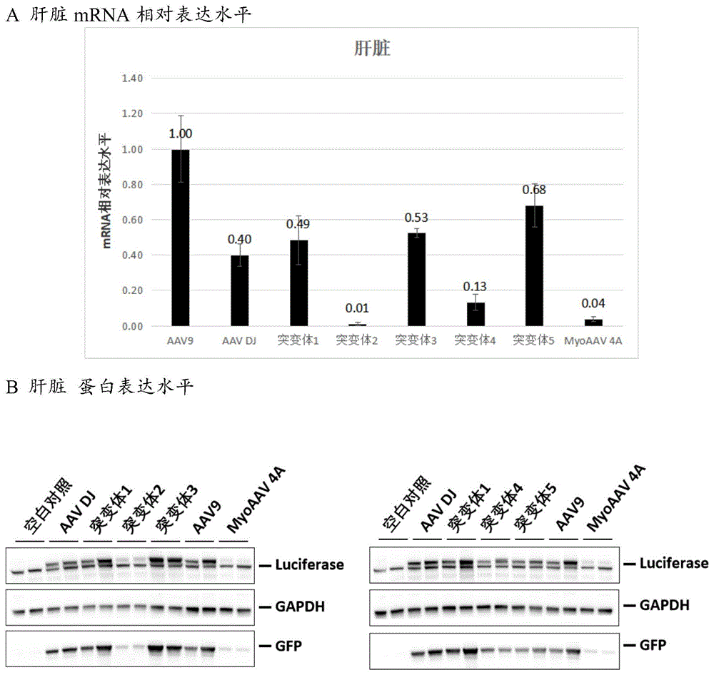 腺相关病毒突变体及其应用