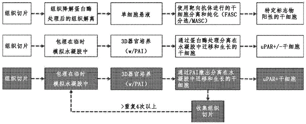 分离和培养组织驻留uPAR+/巢蛋白+干细胞的方法及其用途