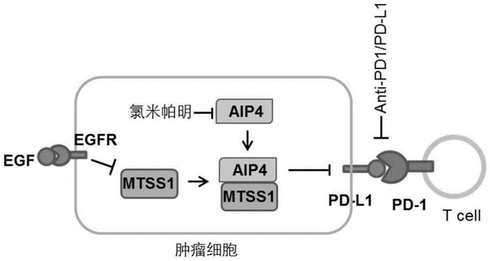 一种肿瘤联合治疗疗法