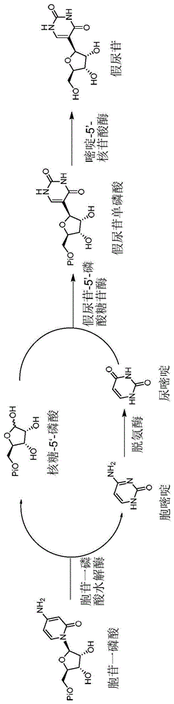 一种生物酶法催化合成假尿苷的方法