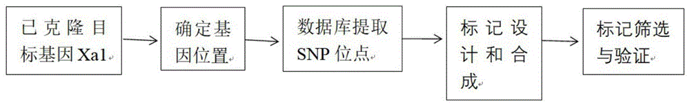 一种检测水稻抗白叶枯病基因Xa1的SNP分子标记和检测方法