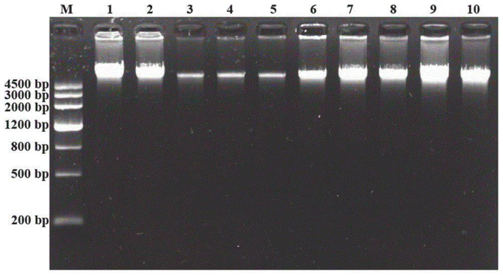 一种山羊DRD1基因单核苷酸多态性的检测方法及其应用