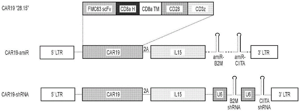 表达用于下调MHC I类和II类表达的嵌入人工微RNA中的SHRNA的CAR NKT