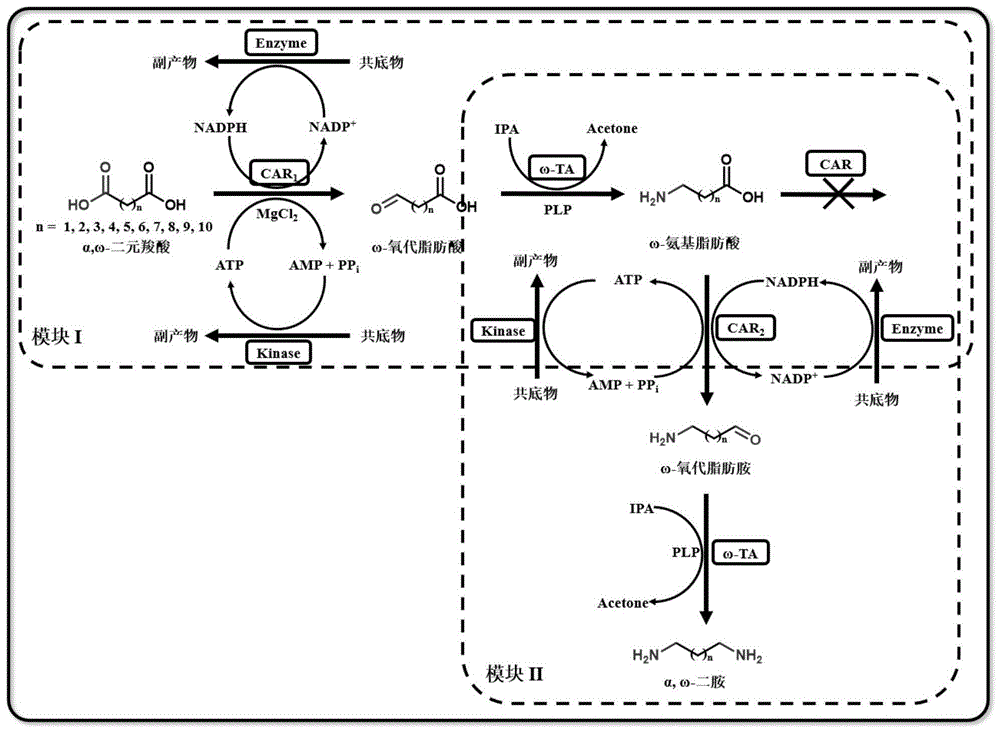 高效合成ω-氨基脂肪酸和α,ω-二胺的方法