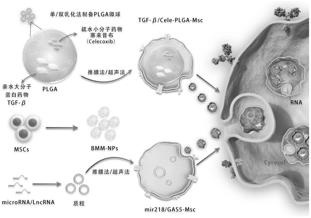 基于间充质干细胞膜的靶向药物递送纳米微球及其制备方法与应用