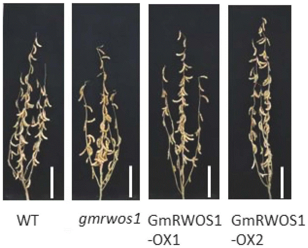 大豆编码基因GmRWOS1及其在大豆粒重和油份含量中协同调控的应用