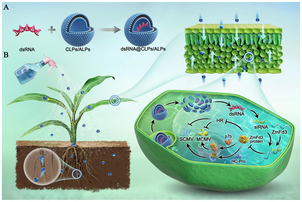 ZmFd3基因在提高植物抗病毒中的应用