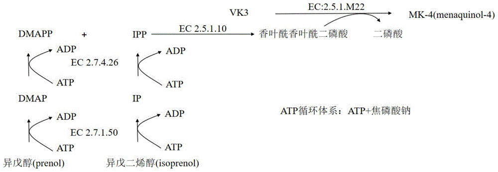 一种维生素MK-4的生物酶法制备工艺