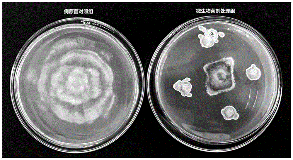 一种防治石榴干腐病的微生物菌剂及其制备方法