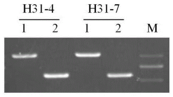 香菇H31单核菌丝菌株交配型的特异性引物对及检测方法