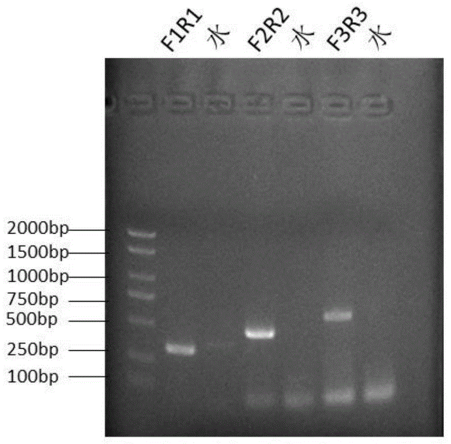 基于PCR/RAA-CRISPR-Cas13a检测NDM型碳青霉烯酶基因试剂盒