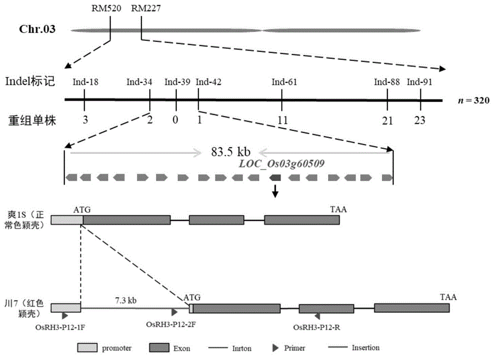 一种检测水稻红色颖壳基因OsRH3的功能标记及其应用