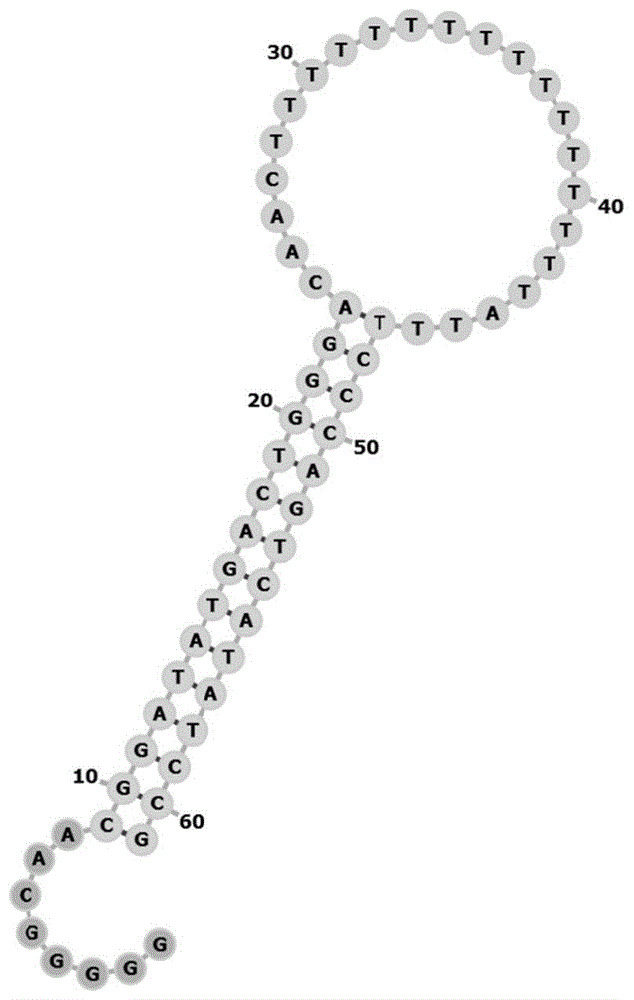 一种级联放大CRISPR-Dx检测体系