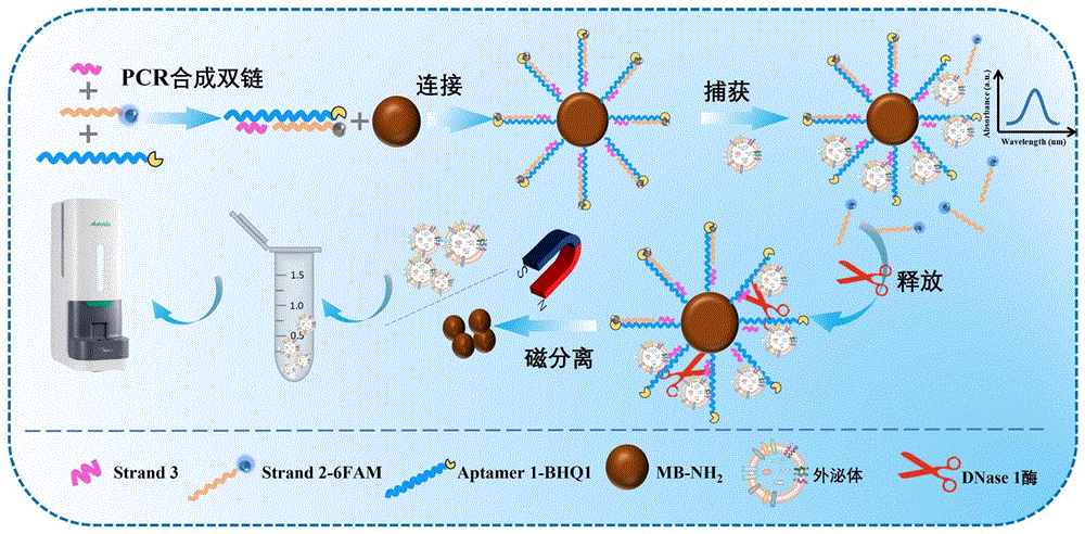 一种生物样本中外泌体快速分离和分析的方法及应用