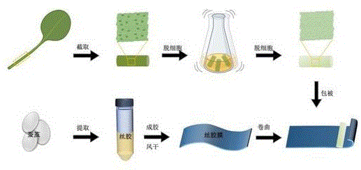 一种仿神经微结构脱细胞植物神经导管及其制作方法和应用